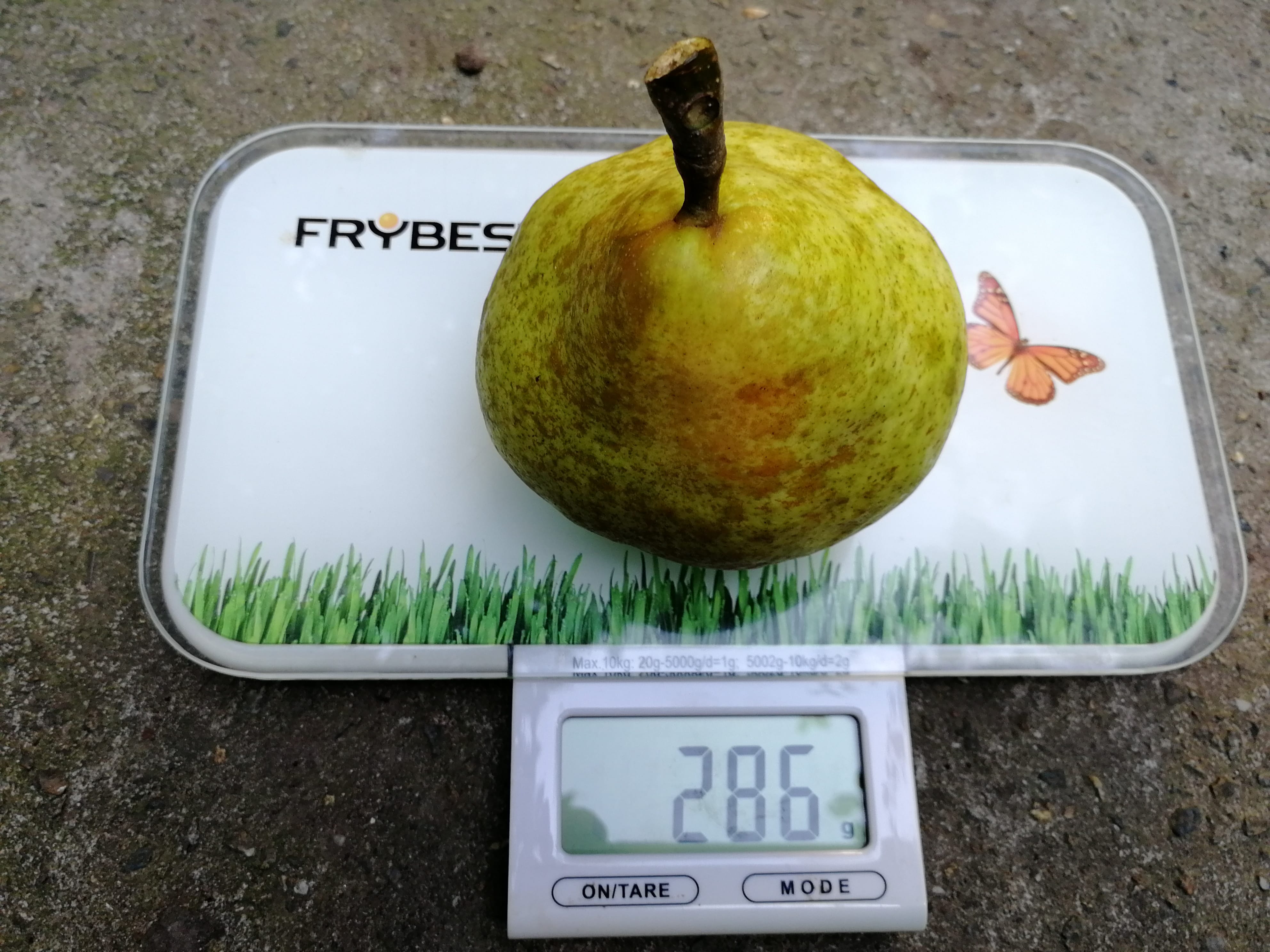 Груша "Награда Сусова" Садоград 1летние саженцы