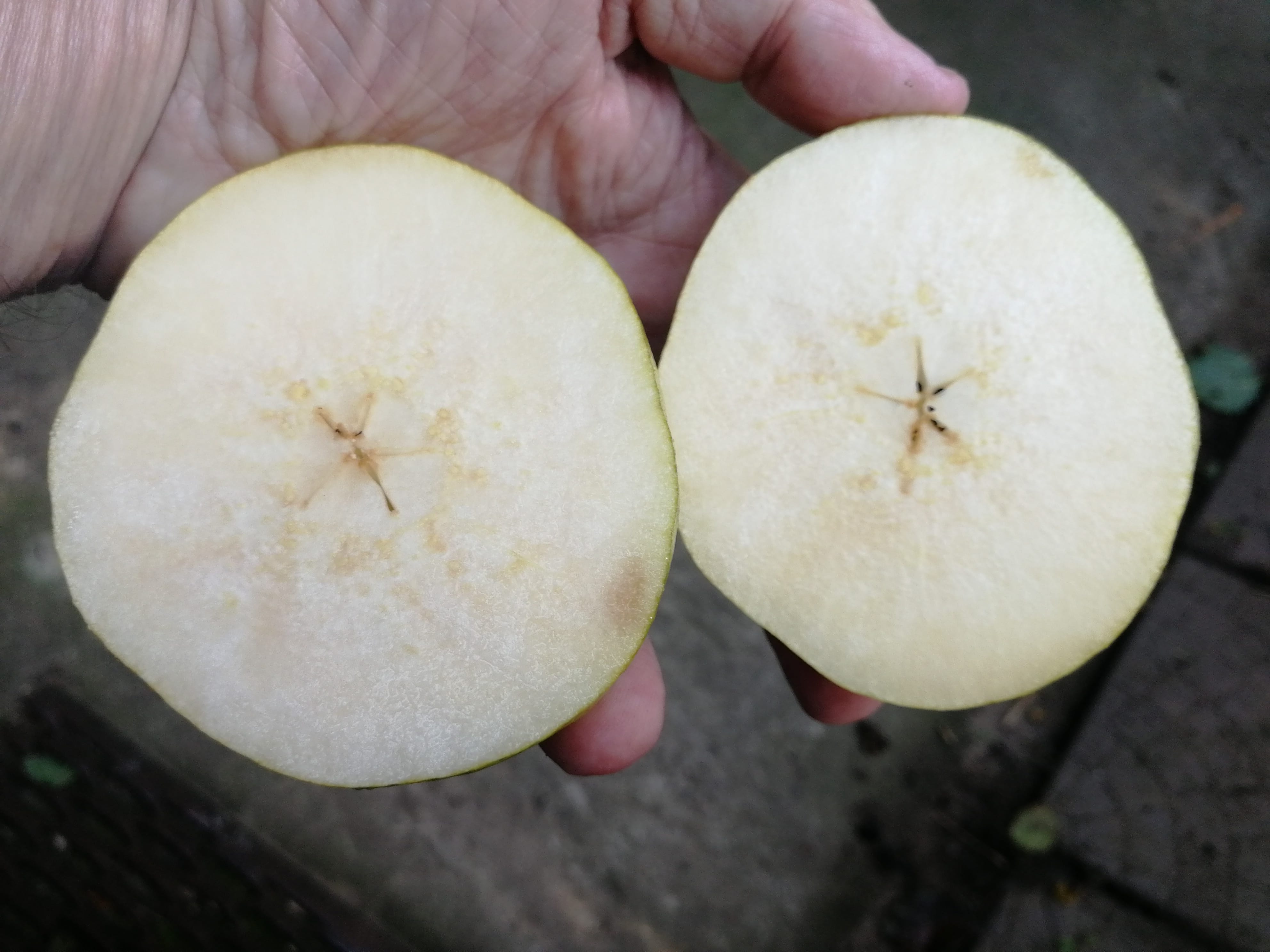 Груша "Награда Сусова" Садоград 1летние саженцы