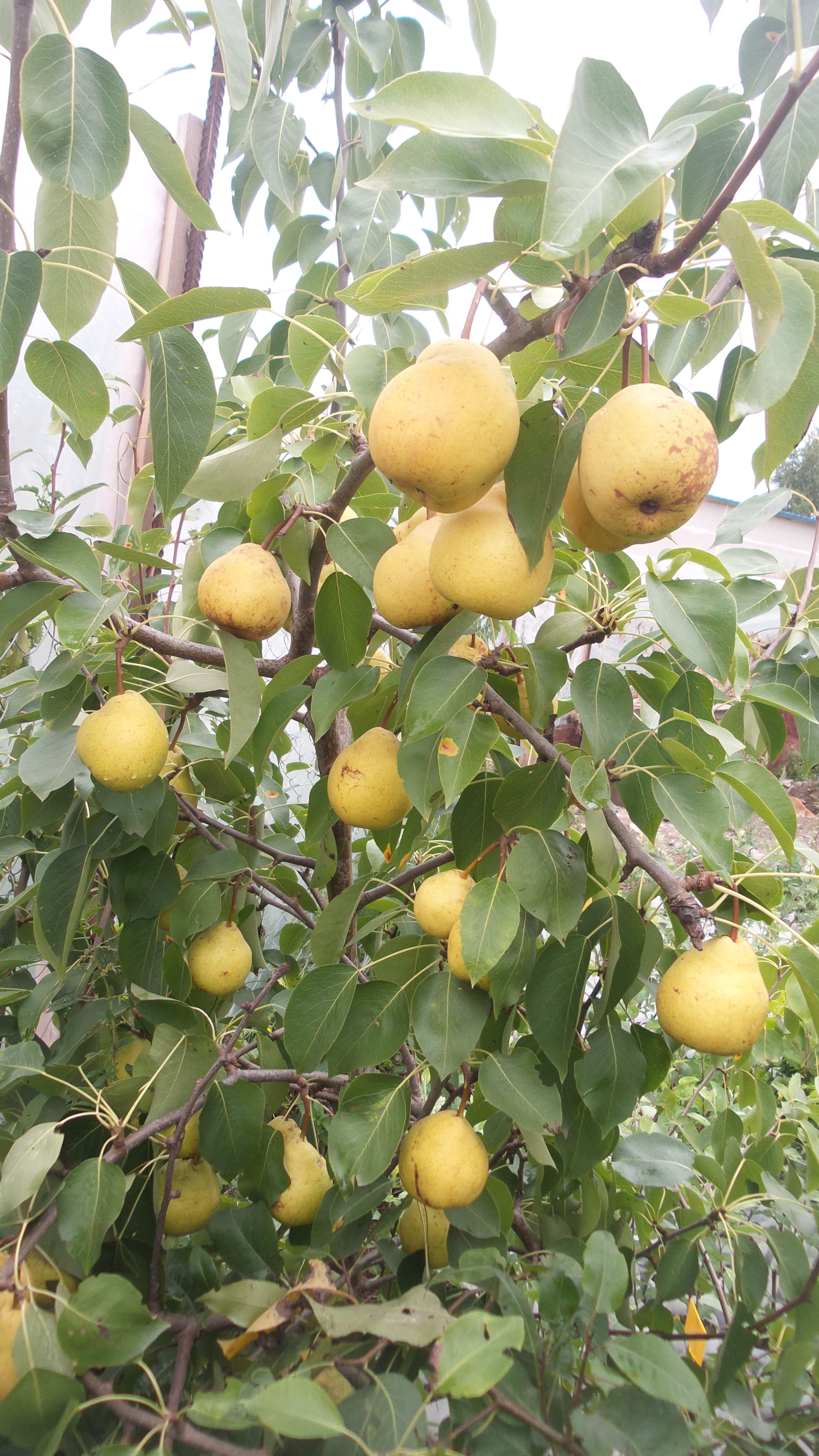 Груша "Память Анзина" Садоград 1летние саженцы