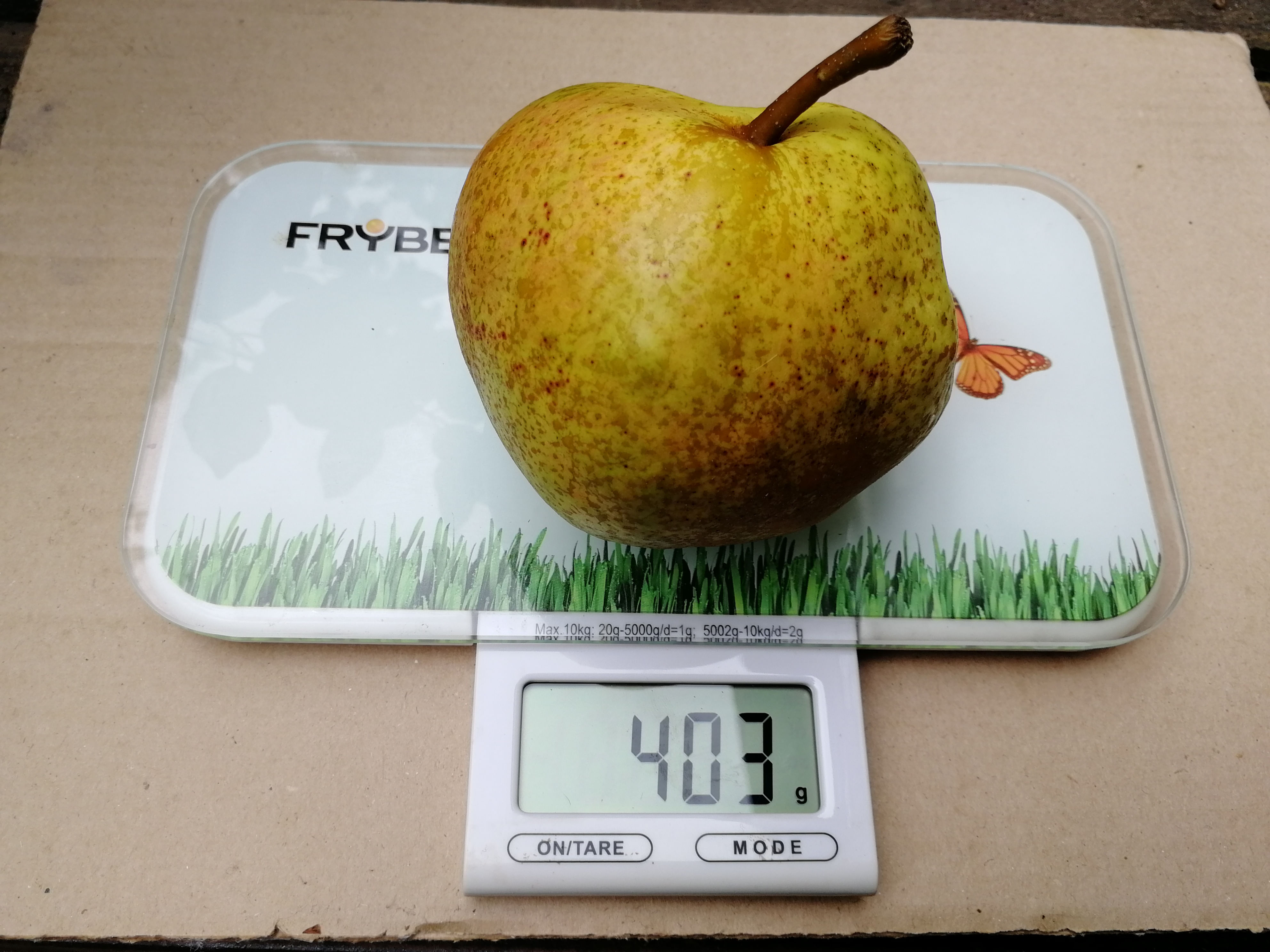 Груша "Памяти Яковлева" Садоград 1летние саженцы