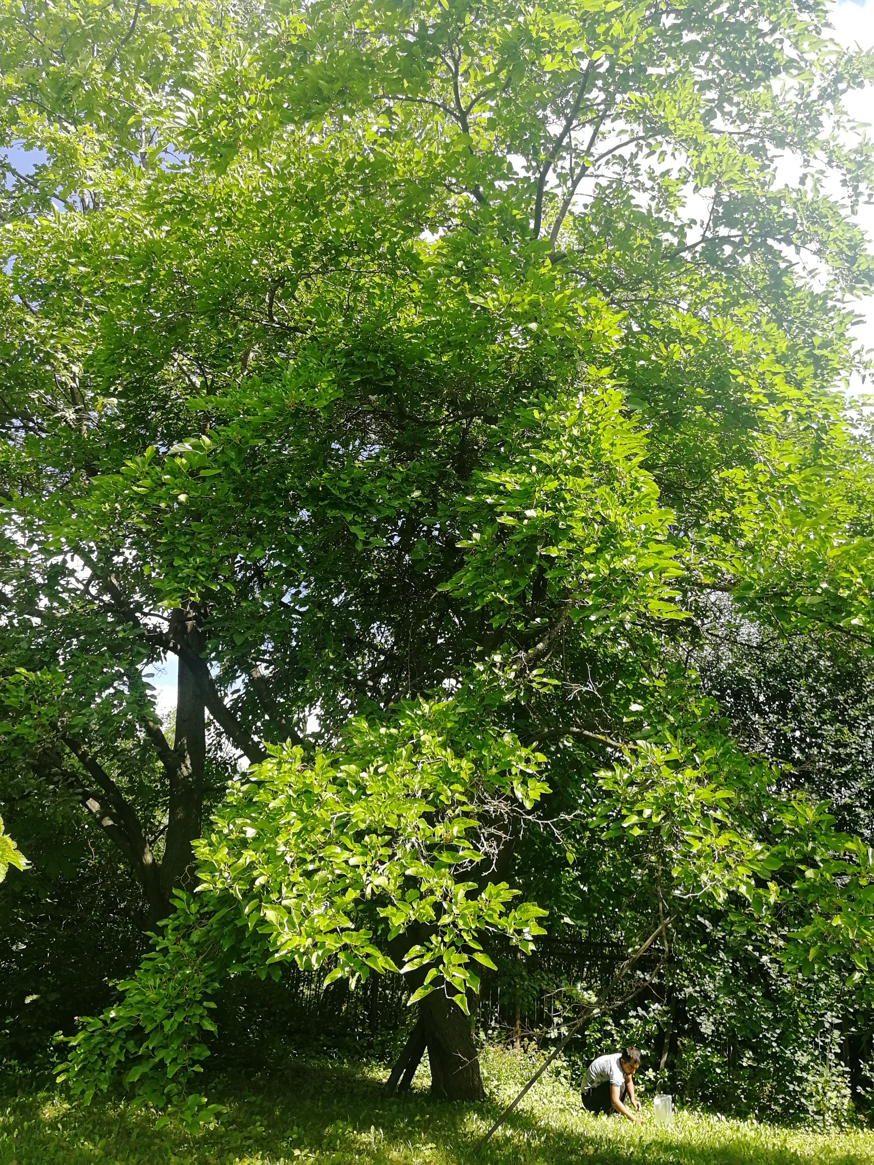 Шелковица "Старомосковская". Садоград 1летние саженцы