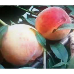 Персик "Вардени" (Vardeni), Канада Садоград 2хлетние саженцы