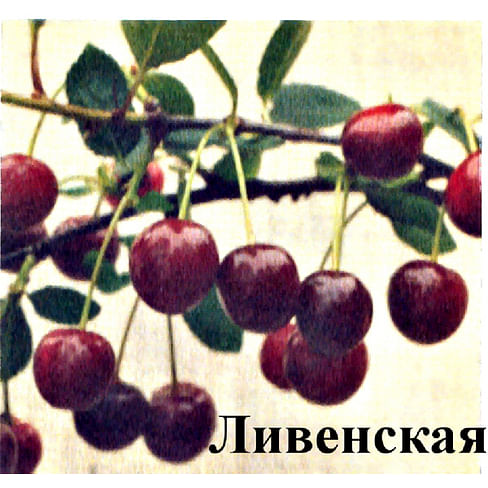 Вишня "Ливенская" 1летние саженцы.