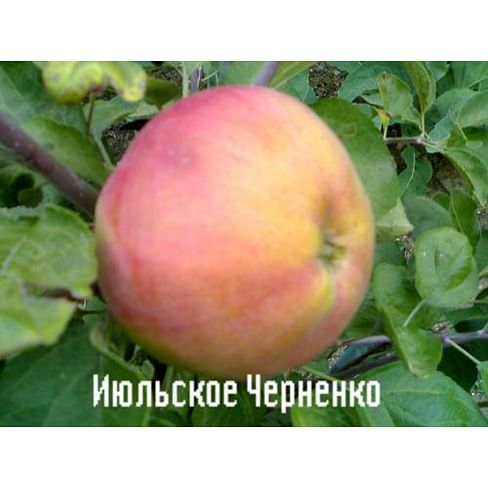 Яблоня "Июльское Черненко" Садоград 2хлетние саженцы