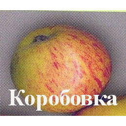 Яблоня "Коробовка" Садоград 1летние саженцы.