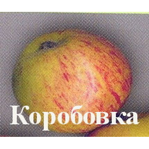 Яблоня "Коробовка" Садоград 1летние саженцы