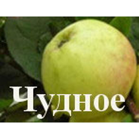 Яблоня "Чудное" Садоград 2хлетние саженцы