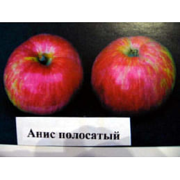 Яблоня "Анис полосатый" Садоград 2хлетние саженцы
