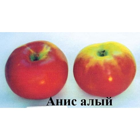 Яблоня "Анис алый" Садоград 2хлетние саженцы