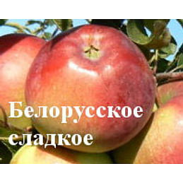 Яблоня "Белорусское сладкое" 1летние саженцы.