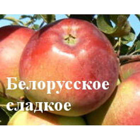 Яблоня "Белорусское сладкое" Садоград 1летние саженцы.