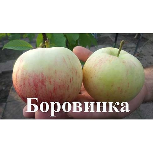 Яблоня "Боровинка" Садоград 2хлетние саженцы