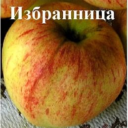 Яблоня "Избранница" Садоград 2хлетние саженцы.