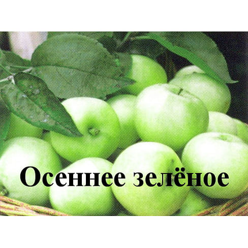 Яблоня "Осеннее зелёное" 1летние саженцы.