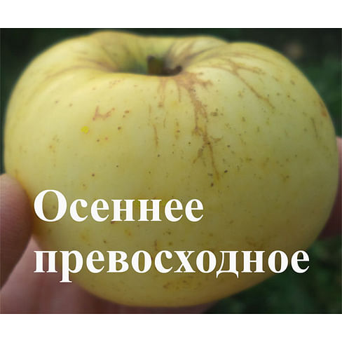 Яблоня "Осеннее превосходное" Садоград 1летние саженцы