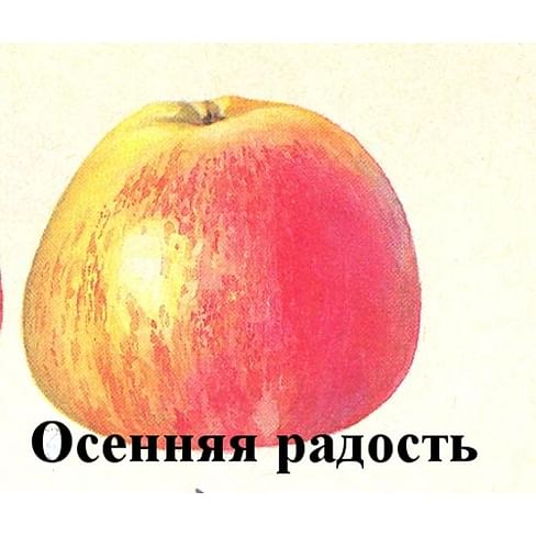 Яблоня "Осенняя радость" Садоград 2хлетние саженцы