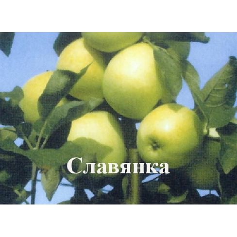 Яблоня "Славянка" Садоград 1летние саженцы