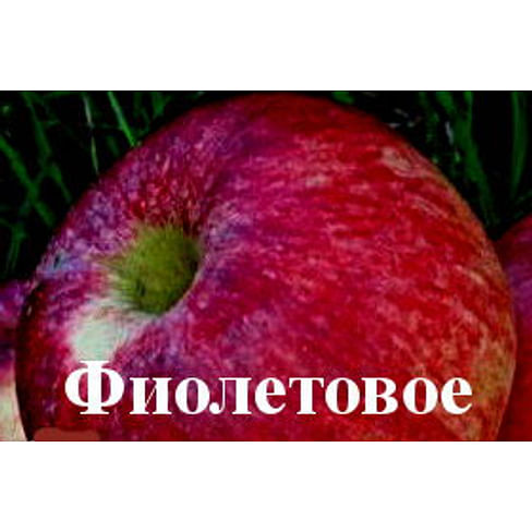 Яблоня "Фиолетовое" Садоград 2хлетние саженцы