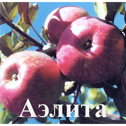 Яблоня "Аэлита" Садоград 2хлетние саженцы