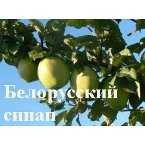 Яблоня "Белорусский синап" Садоград 2хлетние саженцы