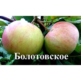 Яблоня "Болотовское" Садоград 2хлетние саженцы