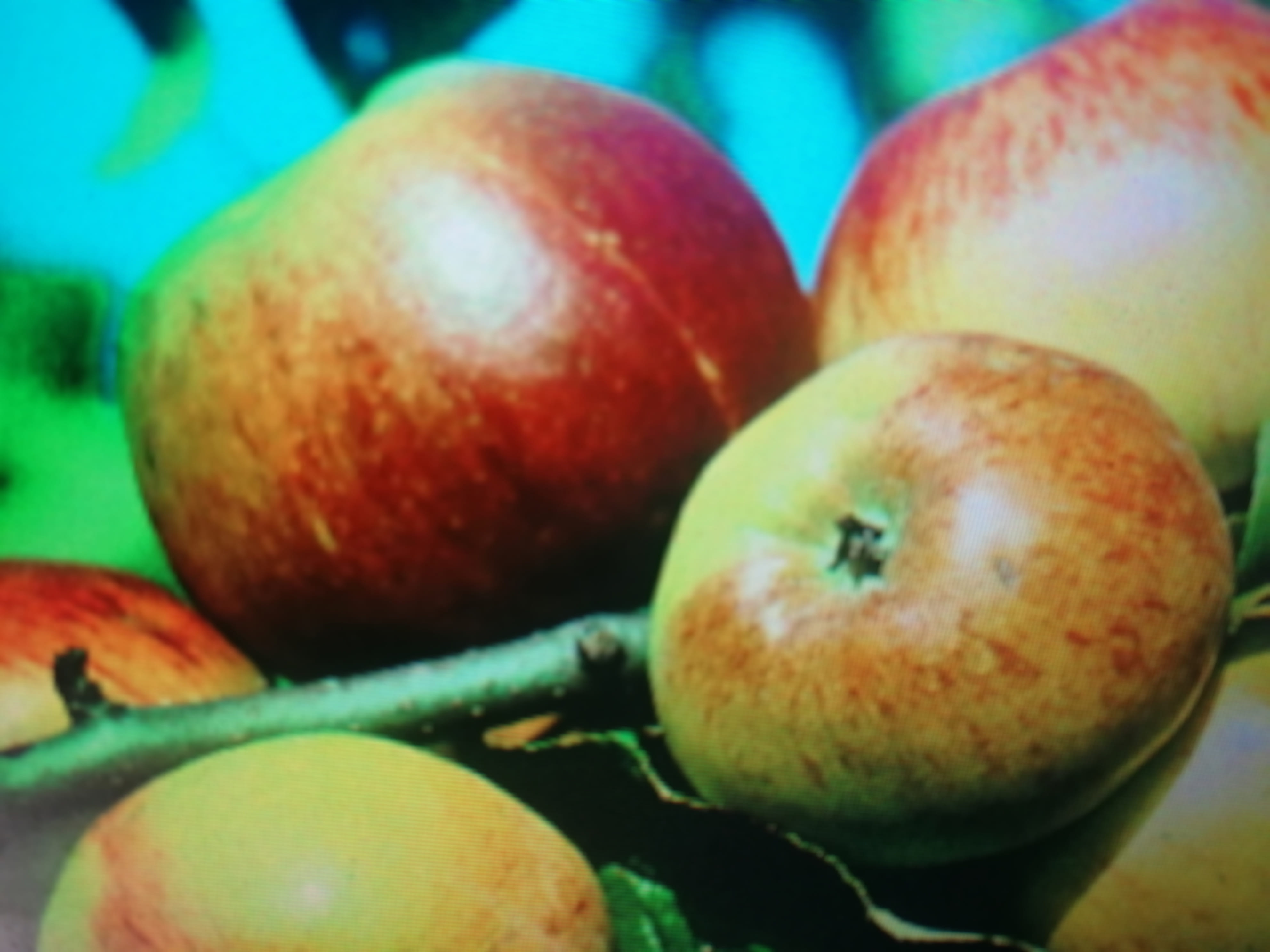 Яблоня "Коричное новое" Садоград 2хлетние саженцы