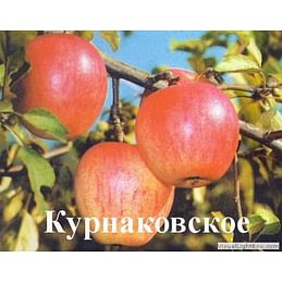 Яблоня "Курнаковское" Садоград 2хлетние саженцы