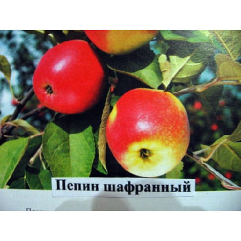 Яблоня "Пепин шафранный" Садоград 2хлетние саженцы