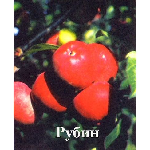 Яблоня "Рубин" Садоград 2хлетние саженцы