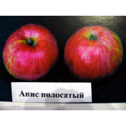 Яблоня "Анис полосатый" на полукарликовом подвое Садоград 2хлетние саженцы