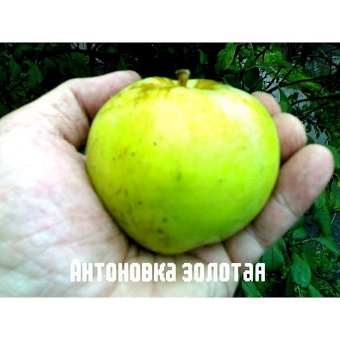 Яблоня "Антоновка золотая" на полукарликовом подвое Садоград 2хлетние саженцы