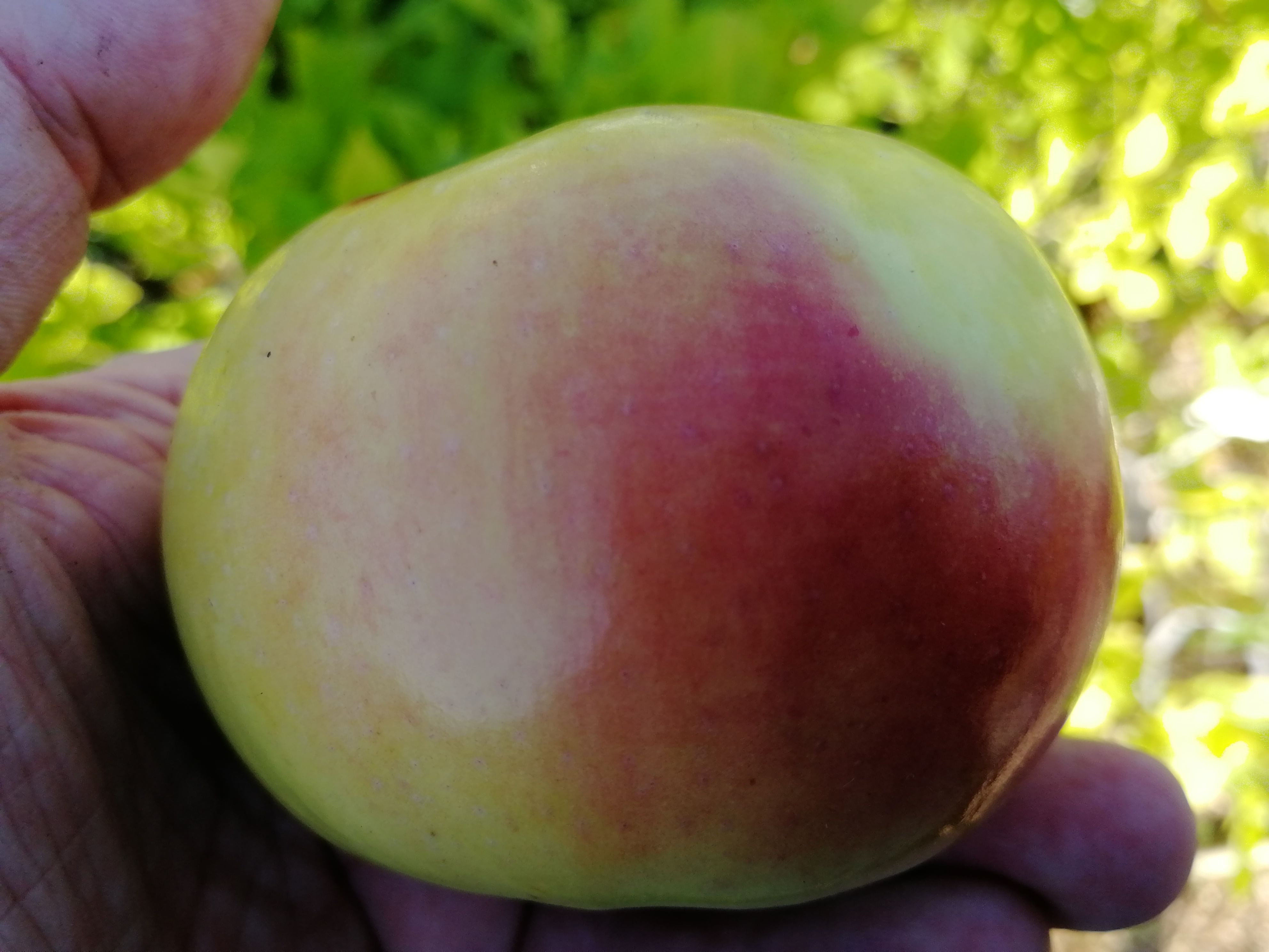 Яблоня "Болотовское" на полукарликовом подвое Садоград 1летние саженцы