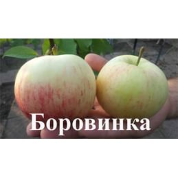 Яблоня "Боровинка" на полукарликовом подвое Садоград 1летние саженцы