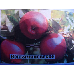 Яблоня "Веньяминовское" на полукарликовом подвое. 1летние саженцы.