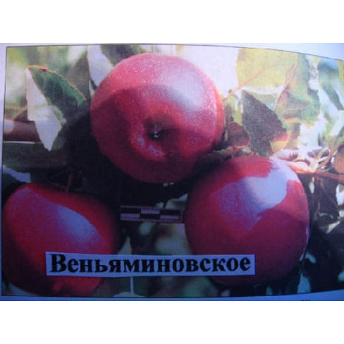 Яблоня "Веньяминовское" на полукарликовом подвое Садоград 1летние саженцы