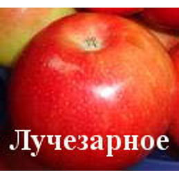 Яблоня "Лучезарное" на полукарликовом подвое Садоград 2хлетние саженцы