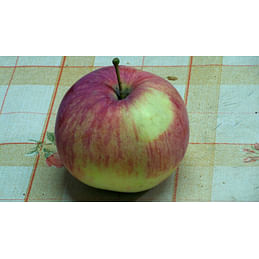 Яблоня "Коричное полосатое" на полукарликовом подвое Садоград 2хлетние саженцы