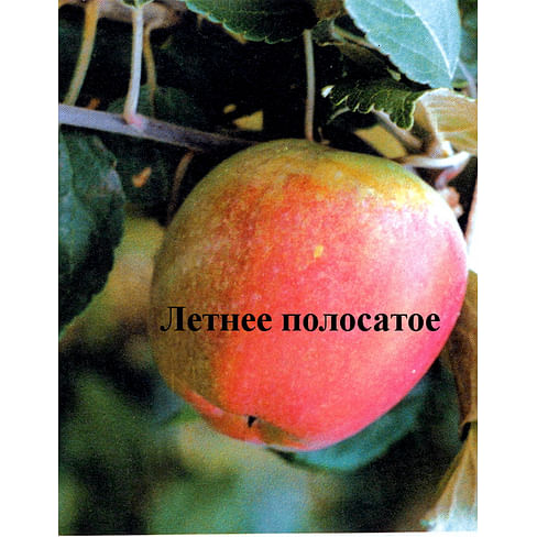 Яблоня "Летнее полосатое" на полукарликовом подвое Садоград 2хлетние саженцы