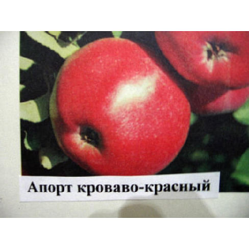 Яблоня "Апорт кроваво-красный" на карликовом подвое Садоград 2хлетние саженцы