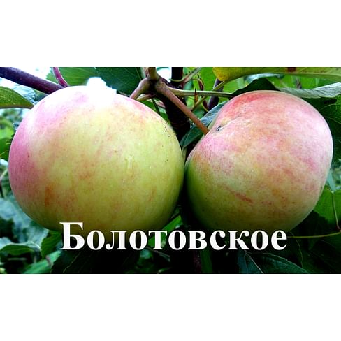 Яблоня "Болотовское" на карликовом подвое Садоград 2хлетние саженцы