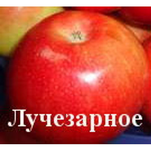 Яблоня "Лучезарное" на карликовом подвое Садоград 2хлетние саженцы