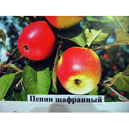 Яблоня "Пепин шафранный" на карликовом подвое Садоград 2хлетние саженцы