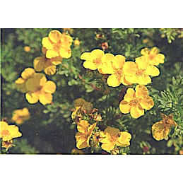Лапчатка кустарниковая Голдфингер (Золотой ковёр) (Potentilla fruticosa "Goldfinger") Садоград 2хлетние саженцы
