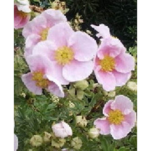 Лапчатка кустарниковая "Пинк Куин" - "Розовая королева" ("Potentilla fruticosa Pink Queen") Садоград 2хлетние саженцы