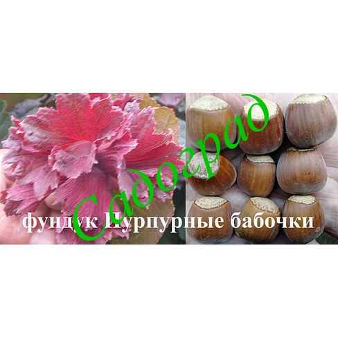 Фундук "Пурпурные бабочки" Садоград 1летние саженцы (Будет в конце июня)