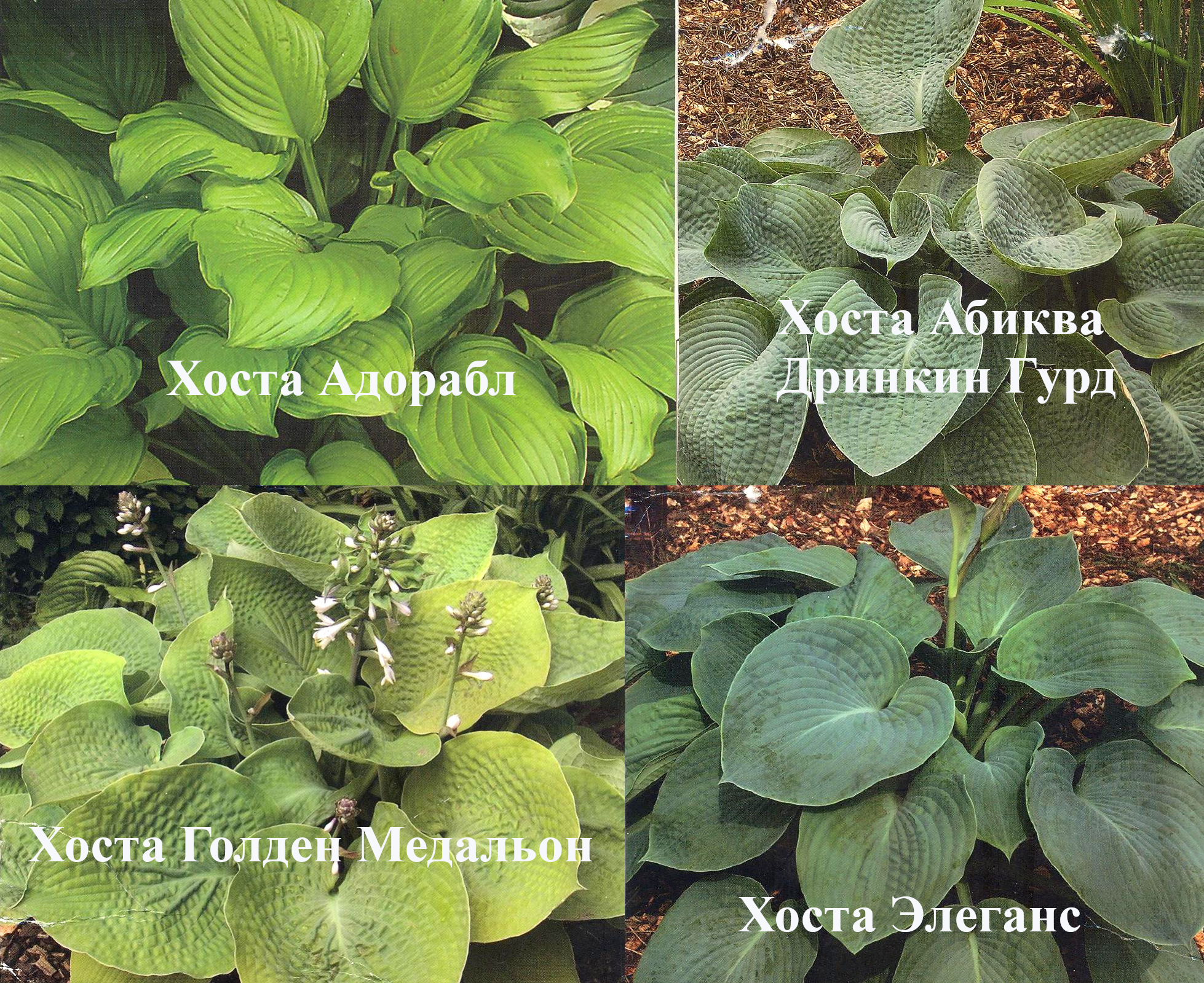 Хосты, смесь сортов Садоград 2хлетние саженцы