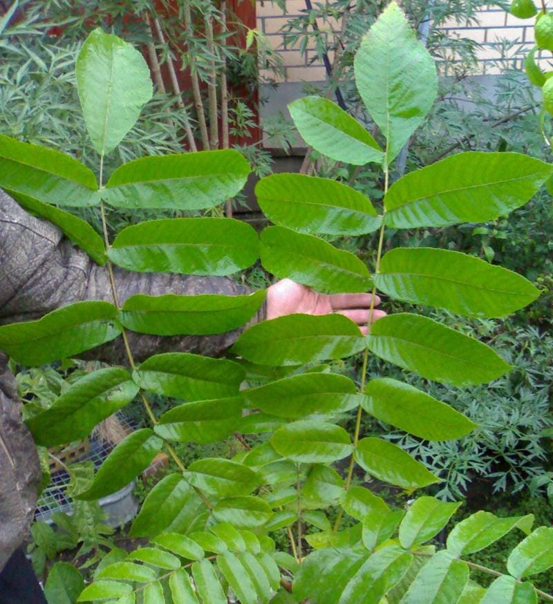 Саженцы ореха маньчжурского - Juglans mandshurica Max Садоград 2хлетние саженцы