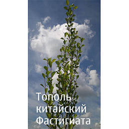 Тополь Симона или китайский "Фастигиата" (Populus simonii "Fastigiata") Садоград 2-3хлетние саженцы