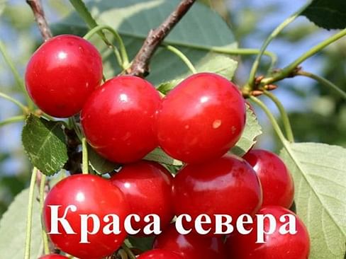 Дюк "Краса севера" Садоград 1летние саженцы