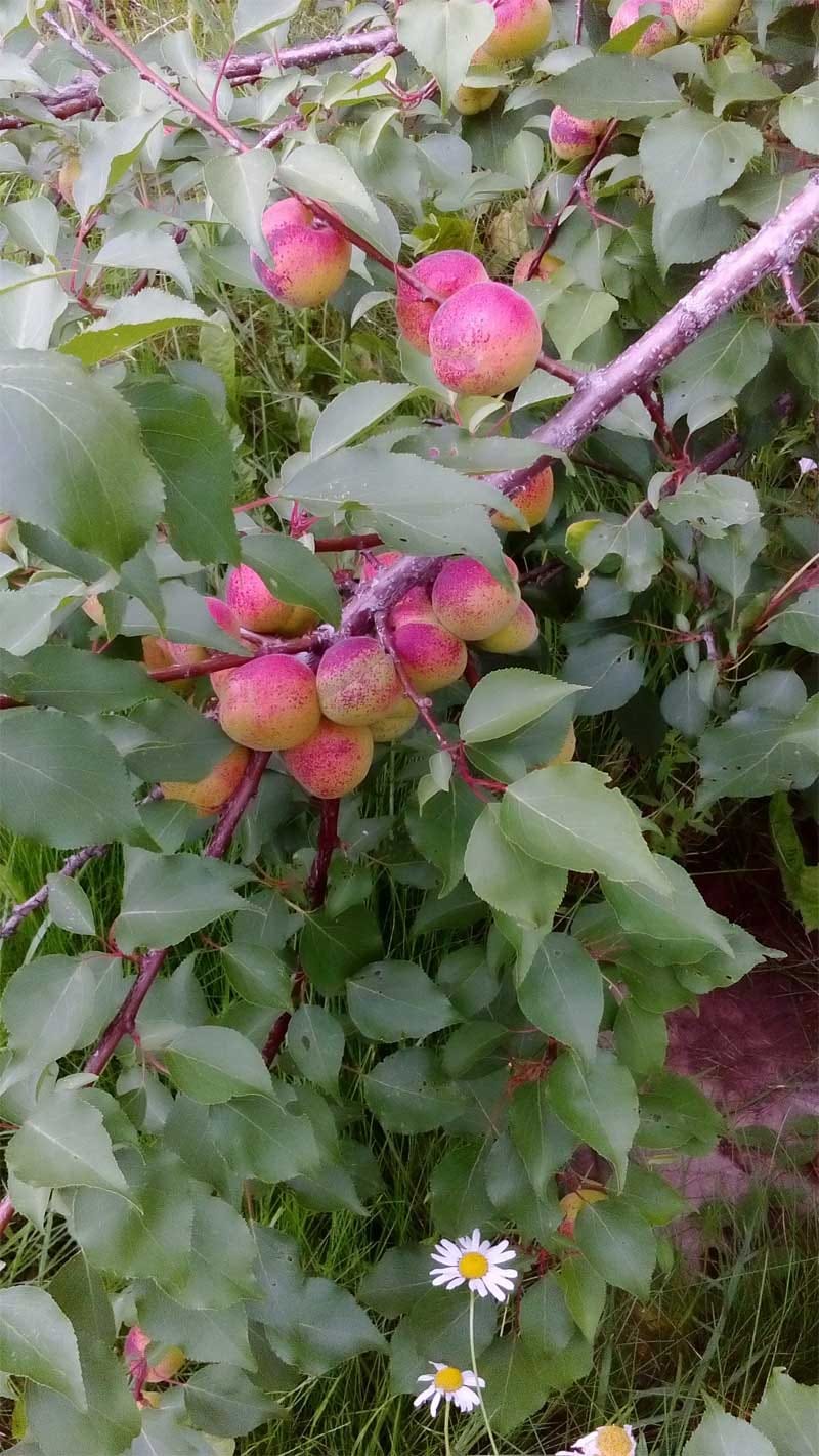 Абрикос "Чемпион севера" Садоград 1летние саженцы